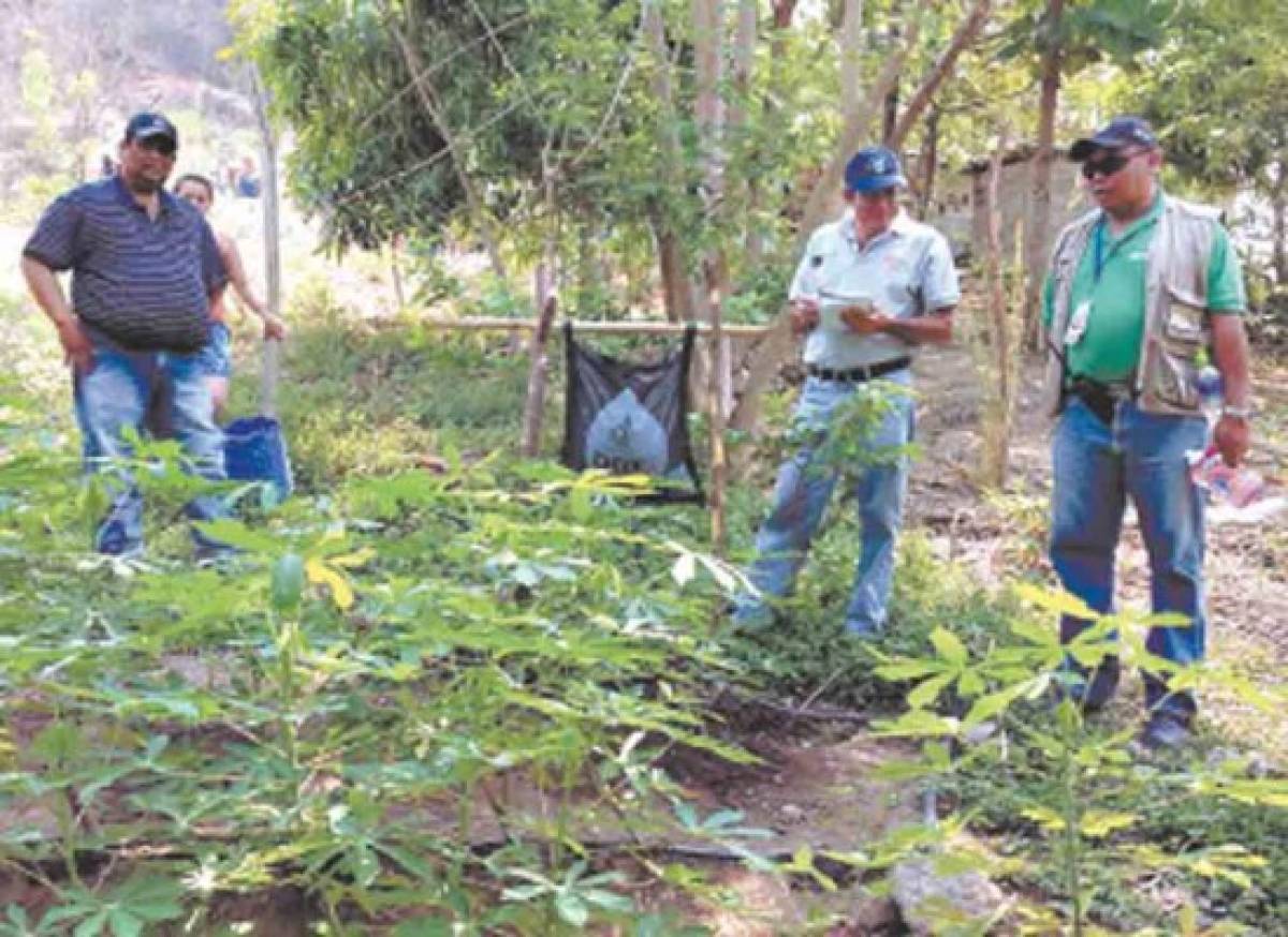 FAO atiende a unas seis mil familias en la zona sur