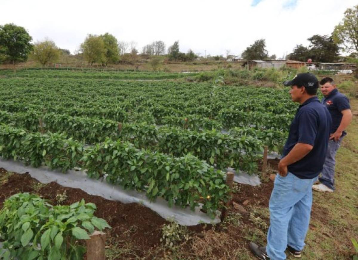 Agricultores protegerán sus cultivos con cosechas de agua