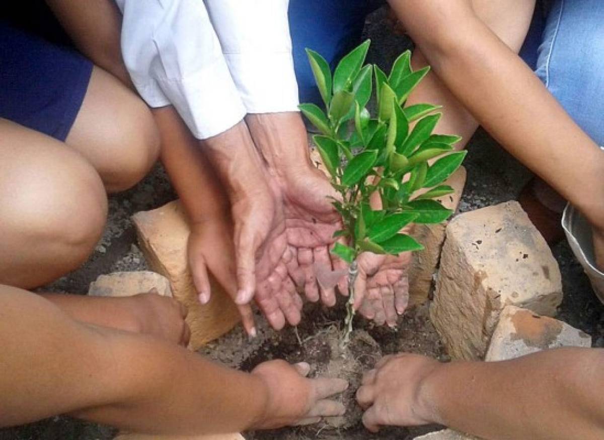 Celebran el Día del Árbol en Honduras