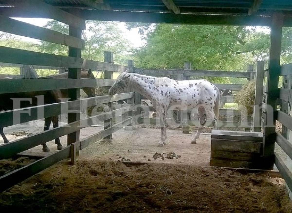 Más de 300 cabezas de ganado había en hacienda de familia Matta