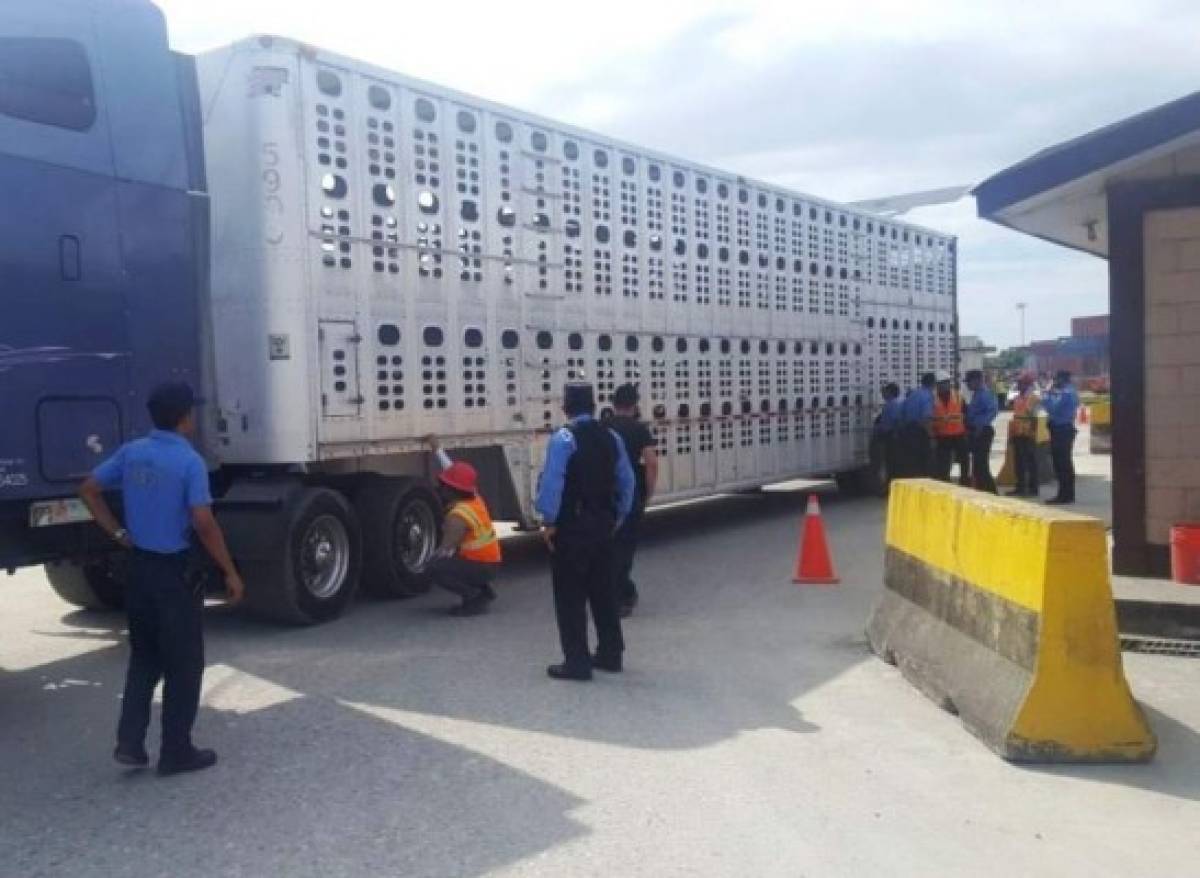 Decomisan dos paquetes con 100 mil dólares ocultos en una rastra en Puerto Cortés