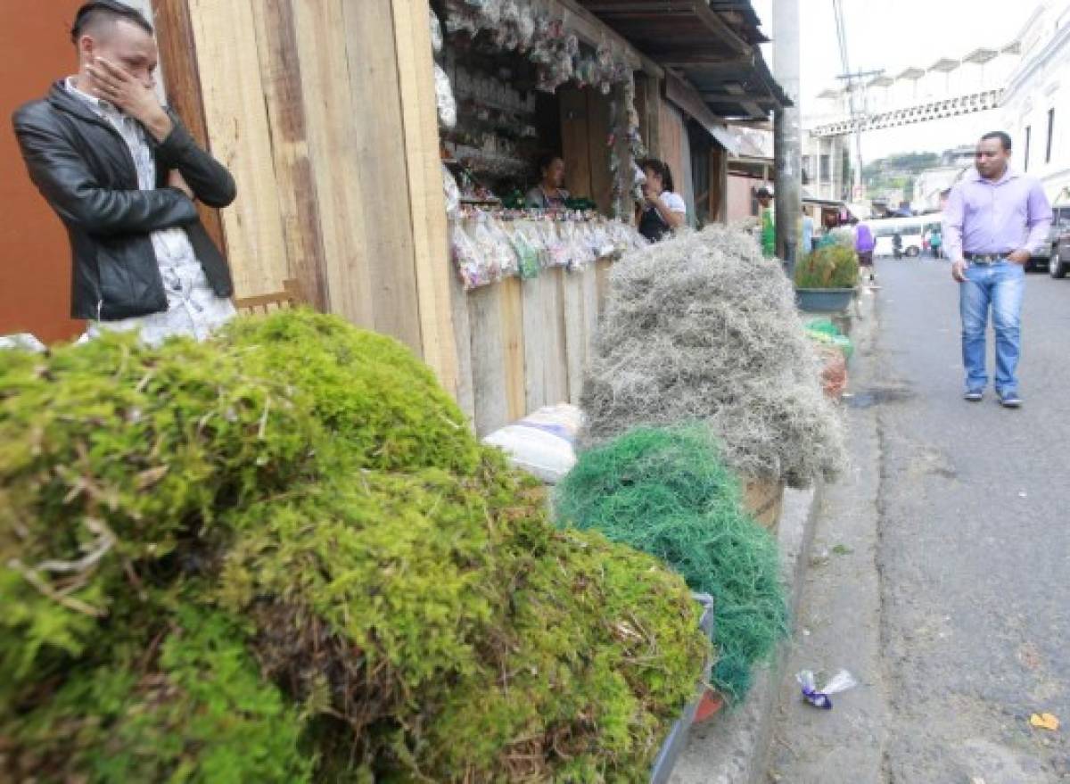 Prohibida la venta de musgo y paste de cerro en el Distrito Central