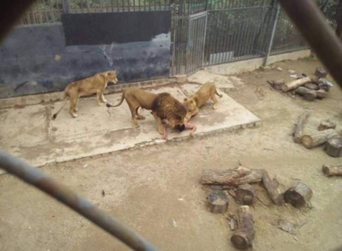 Hombre se lanza a la jaula de dos leones en intento de suicidio