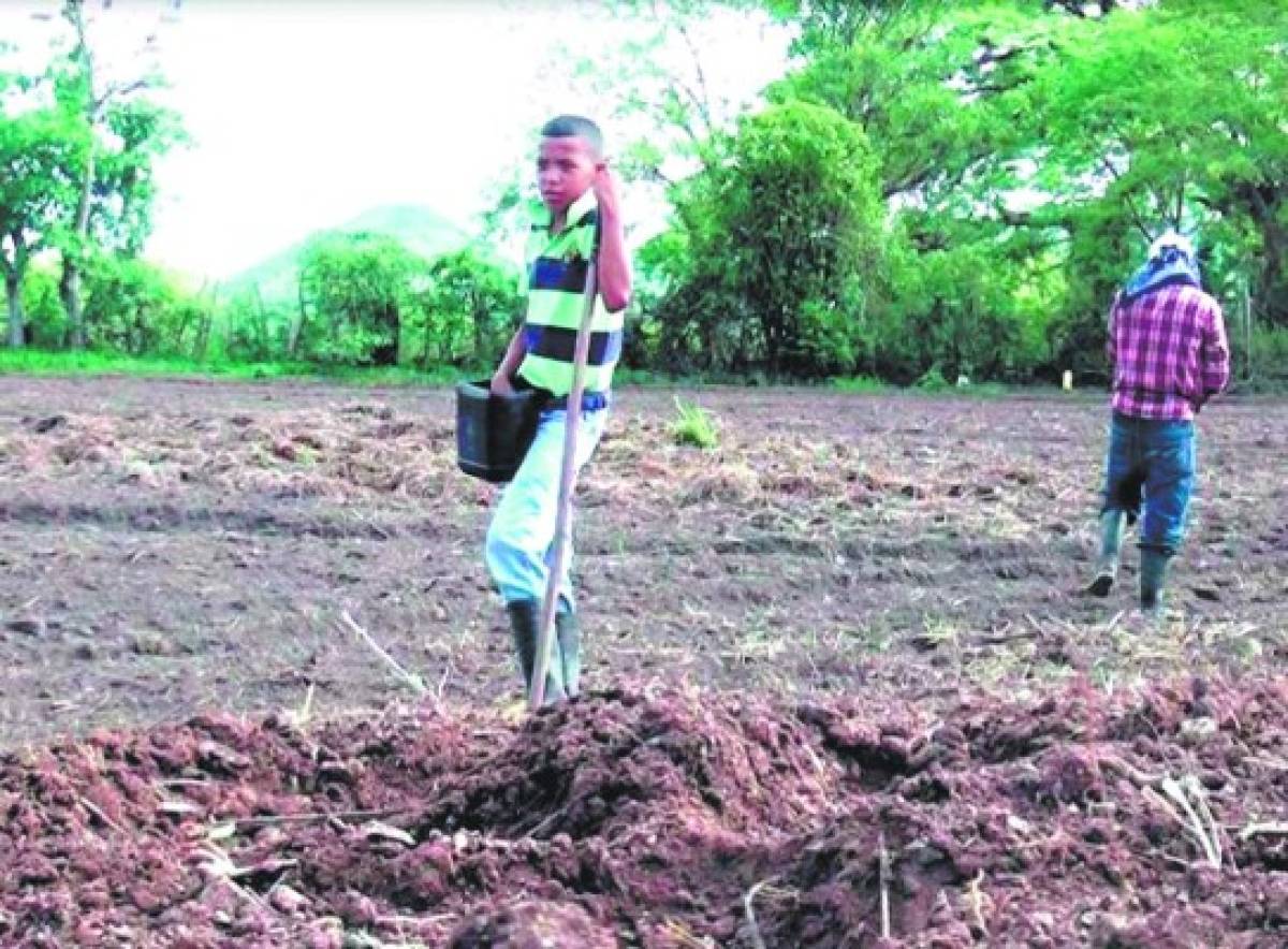 Pierden 800 manzanas de cultivos en Olancho   