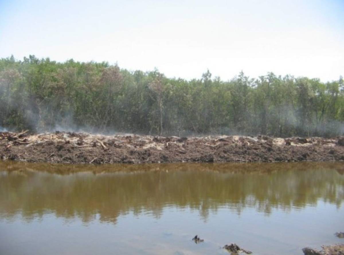 Unión Europea puede restringir acceso al camarón hondureño por tala de manglares