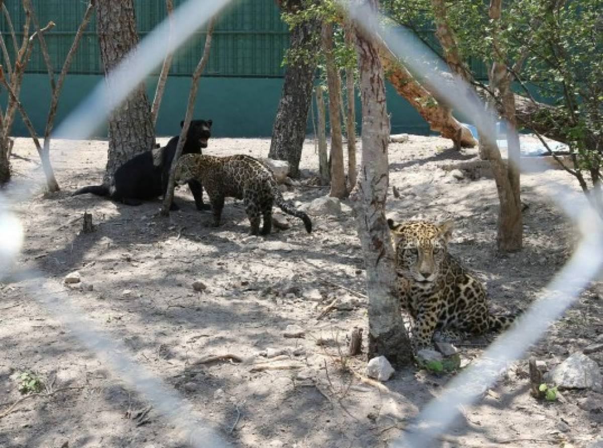 Cero animales en jaulas es la tarea encomendada al comando C9