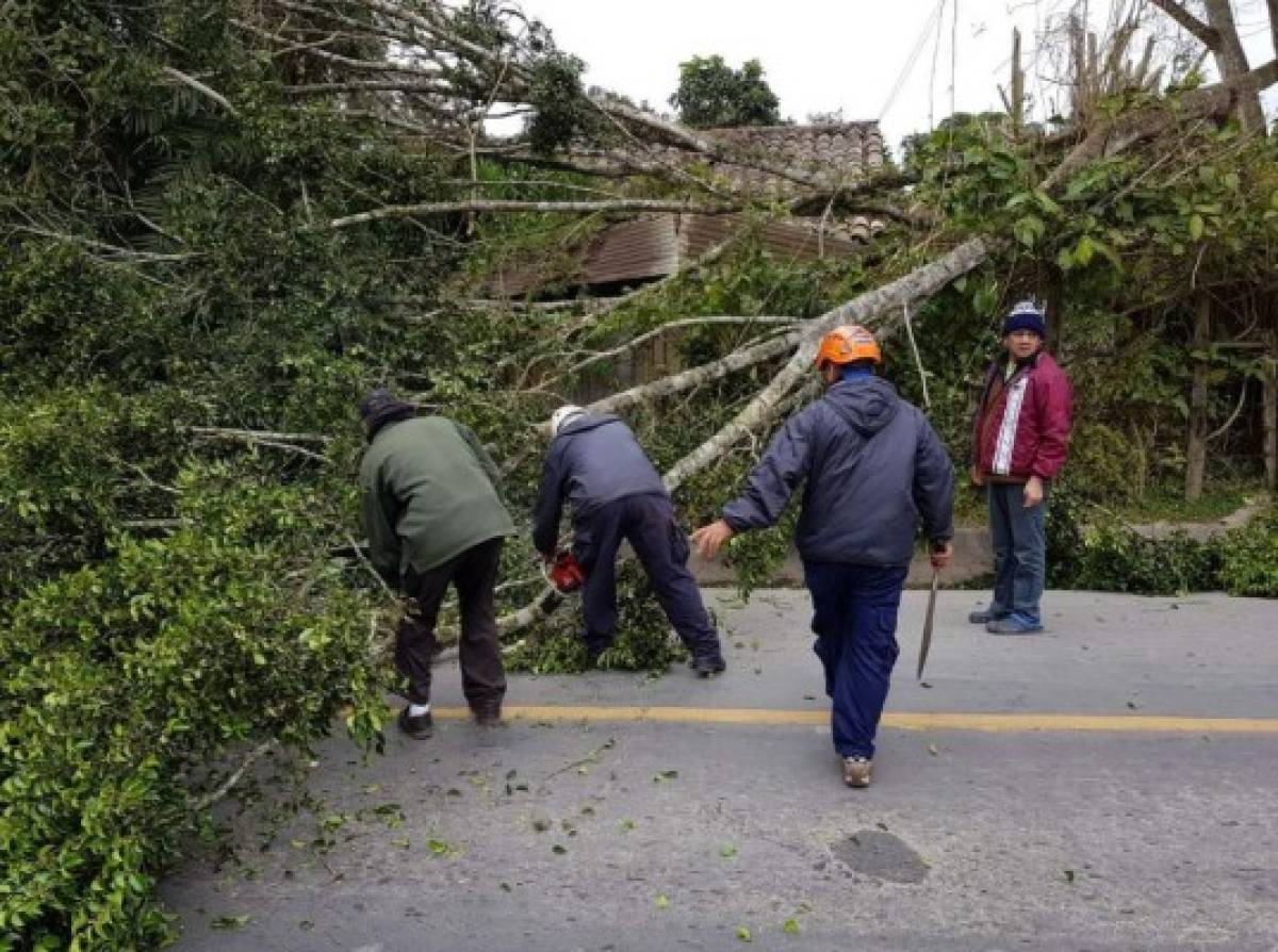 Honduras: Advierten fuertes ráfagas de viento que pueden provocar caída de árboles, rótulos y levantamiento de techos