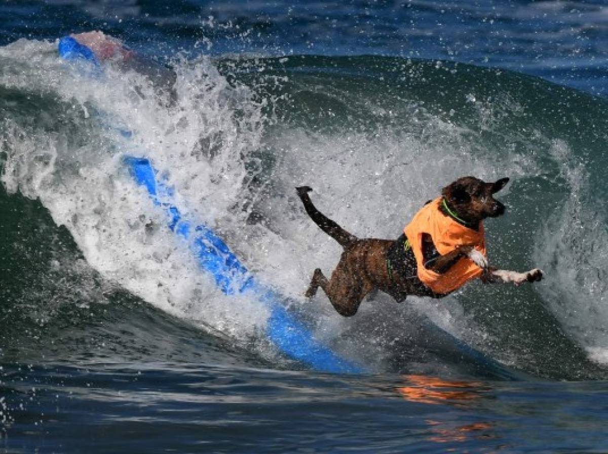 Perros participan en peculiar competencia de surf