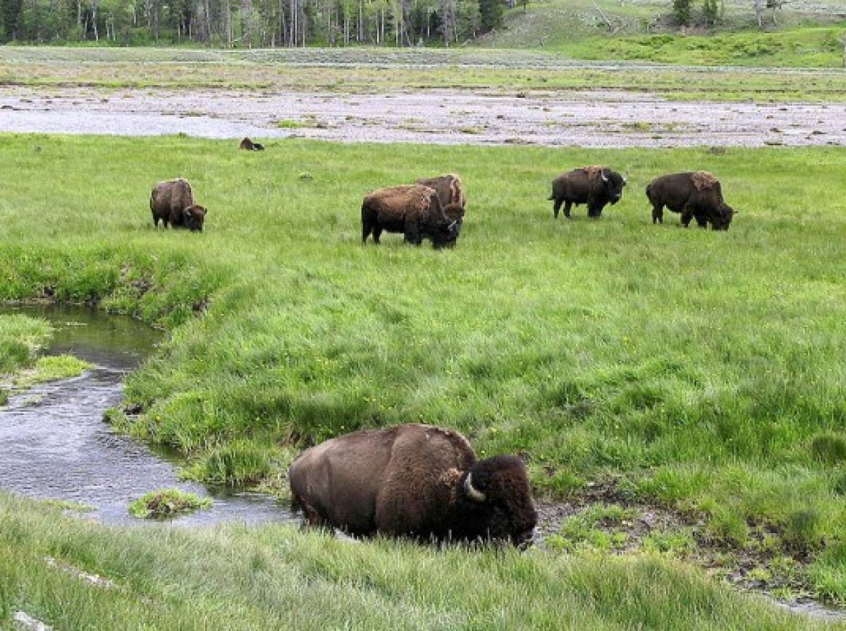 Día Mundial del Medioambiente