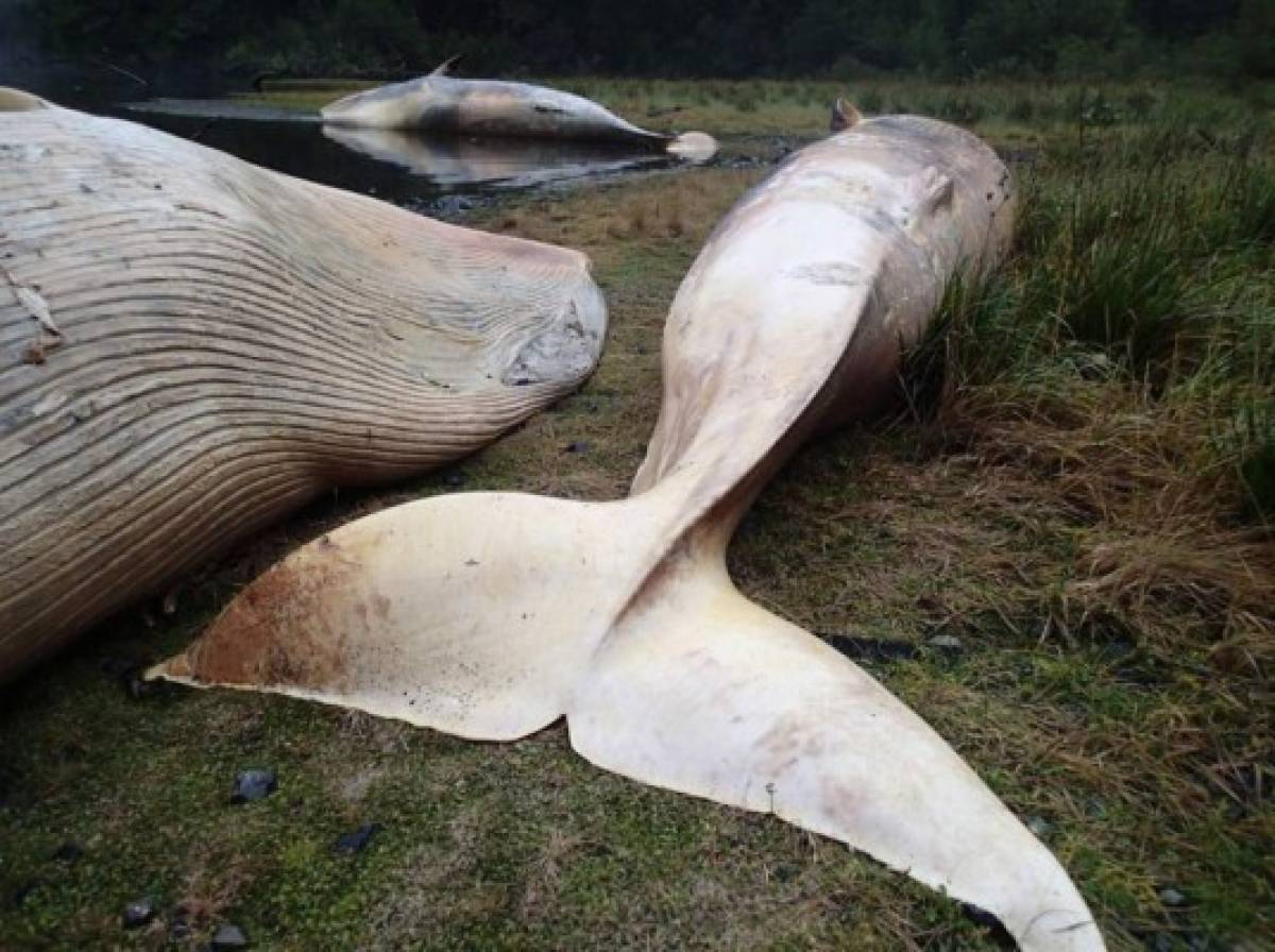 El Misterioso hallazgo de unas 330 ballenas muertas en Patagonia chilena