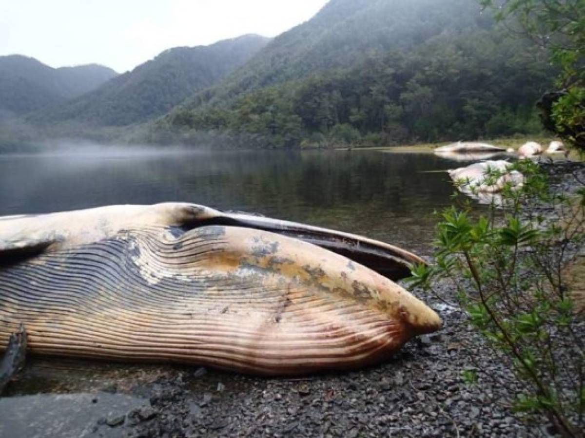 El Misterioso hallazgo de unas 330 ballenas muertas en Patagonia chilena