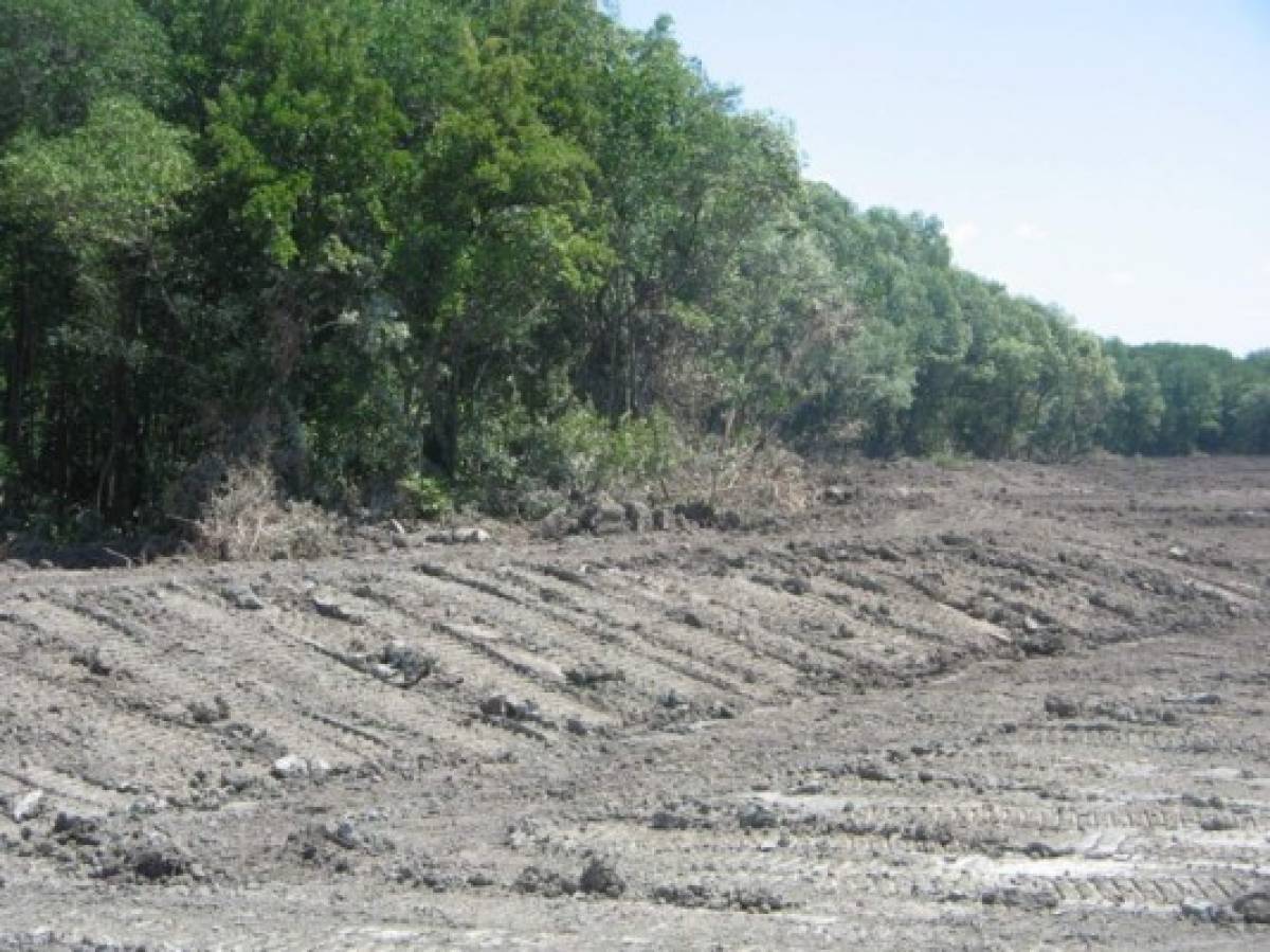 Construcción de laguna para el cultivo de camarón en Punta Condega, sur de Honduras, foto: EL HERALDO.