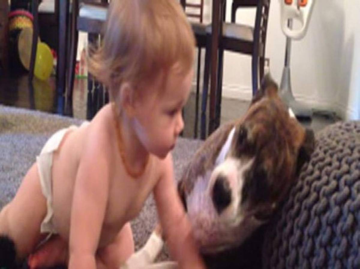 Nadie pensó que este pitbull haría esto con una bebé   