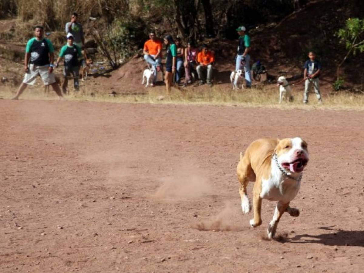 Lo que no sabías de los Pitbull