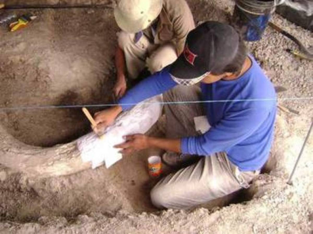 Hallan en México restos de dinosaurio y mamut durante construcción de gasoducto    
