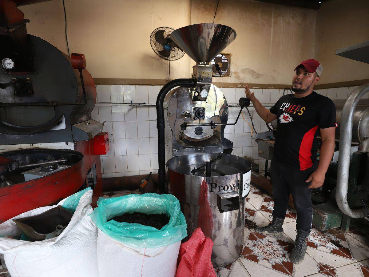 $!En la Cooperativa Mixta de Caficultores de Oriente el proceso de tratamiento del café puede llegar hasta la tostaduría y su procesamiento en polvo, listo para el consumo.