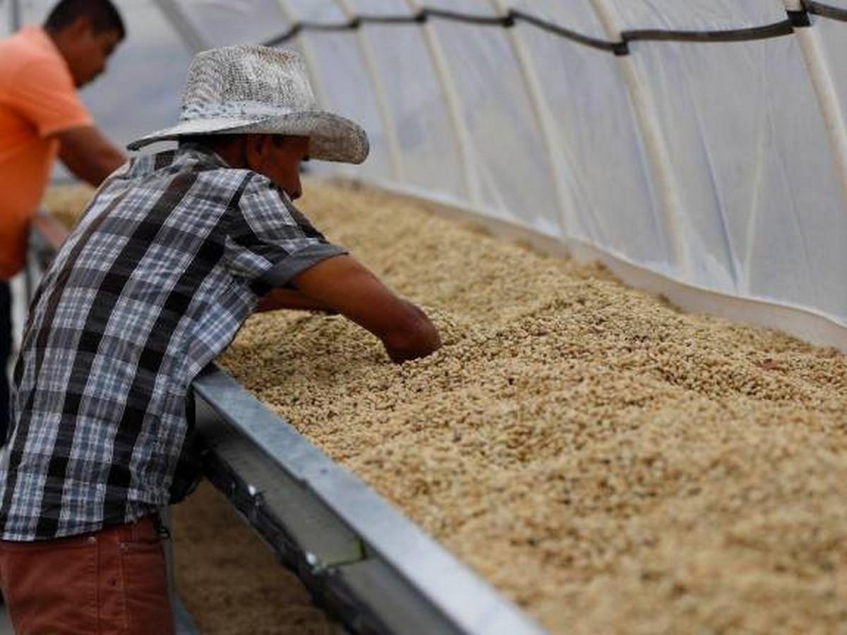 Productos tradicionales lideran exportaciones hondureñas de bienes