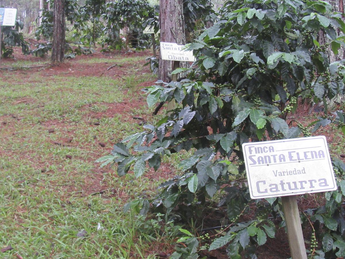 <i>Las variedades de café cultivadas en Finca Santa Elena en Intibucá, incluyen Caturra, Catuai, Bourbon, Pacamara, Maragogipe, Lempira, Ihcafé 90 y Parainema, reflejan la diversidad y calidad de los granos producidos en este lugar.</i>