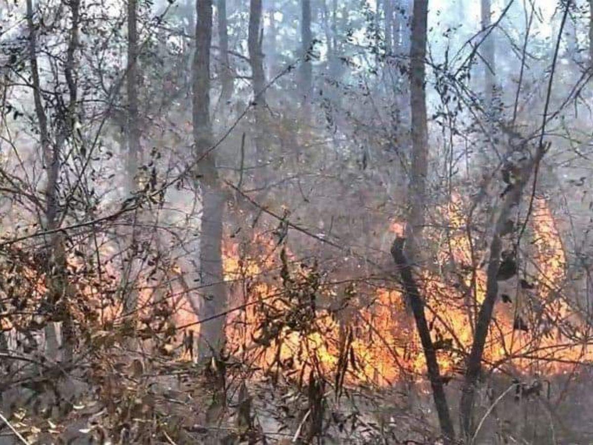 ¿Cuántos incendios forestales han habido en las últimas 48 horas?