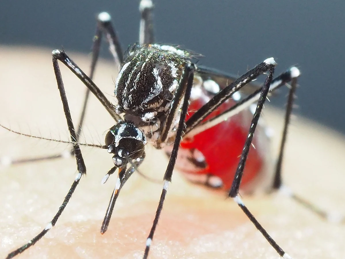 Medidas: ¿Cómo proteger a los niños para evitar que sean hospitalizados por dengue?