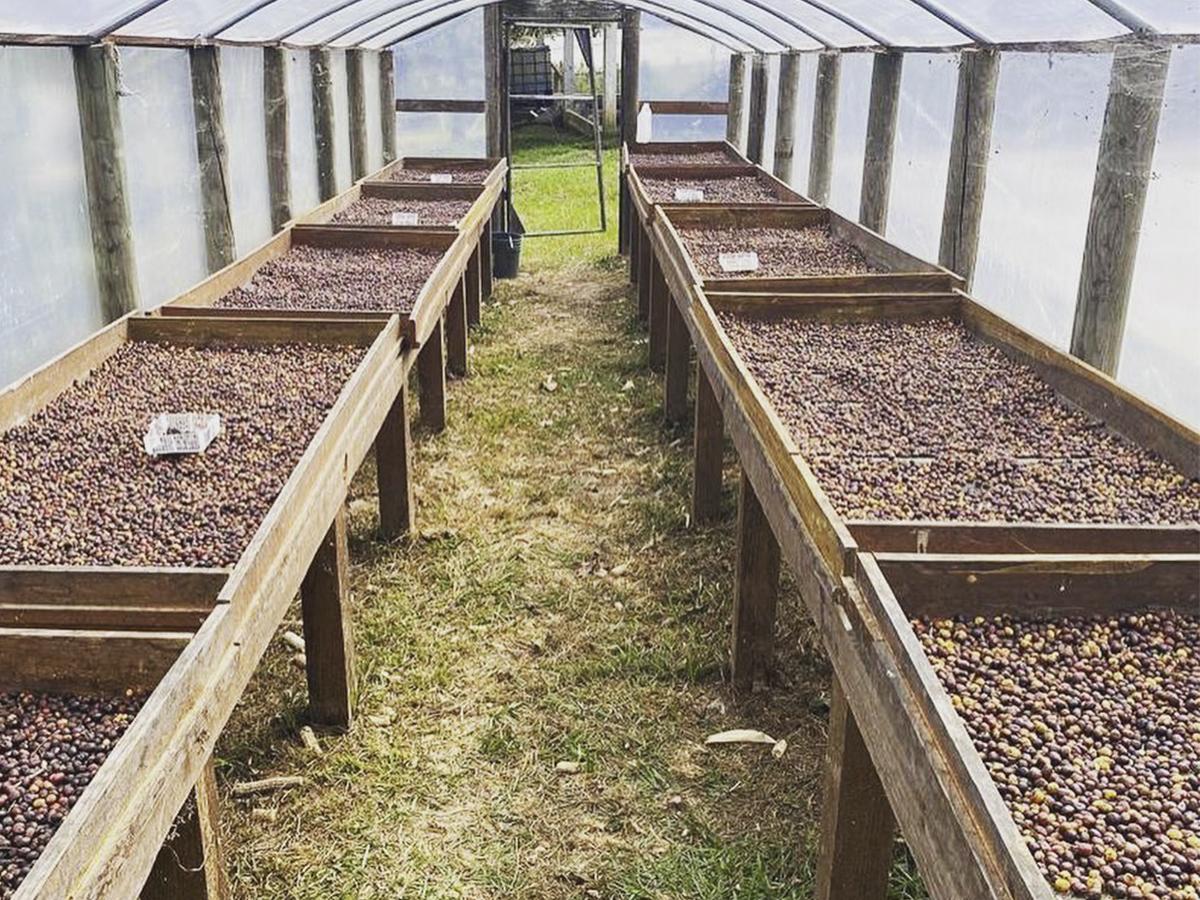 <i>El proceso de secado y selección del café en Finca Santa Elena refleja la dedicación por producir granos excepcionales en armonía con el entorno.</i>