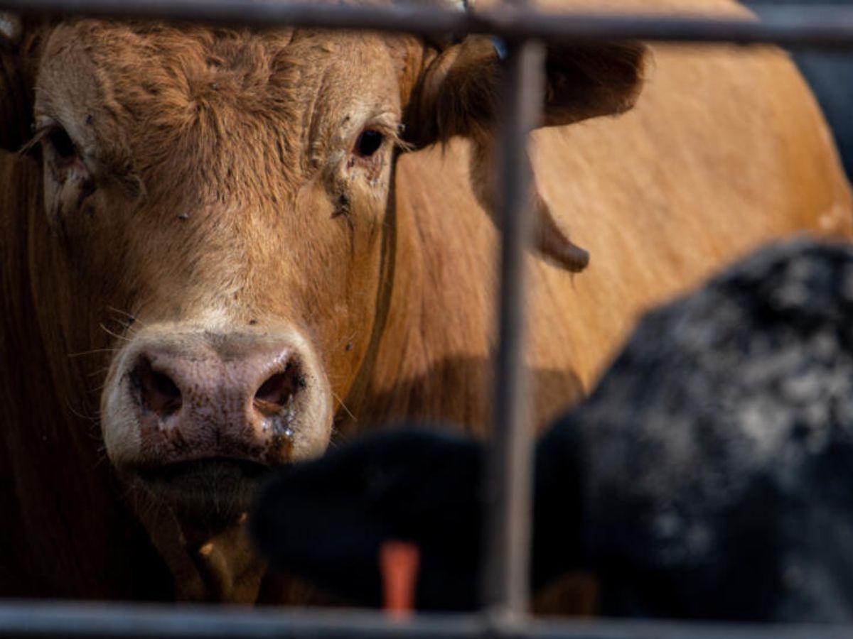 Alerta en Estados Unidos: gripe aviar “altamente patógena” afecta a vacas lecheras