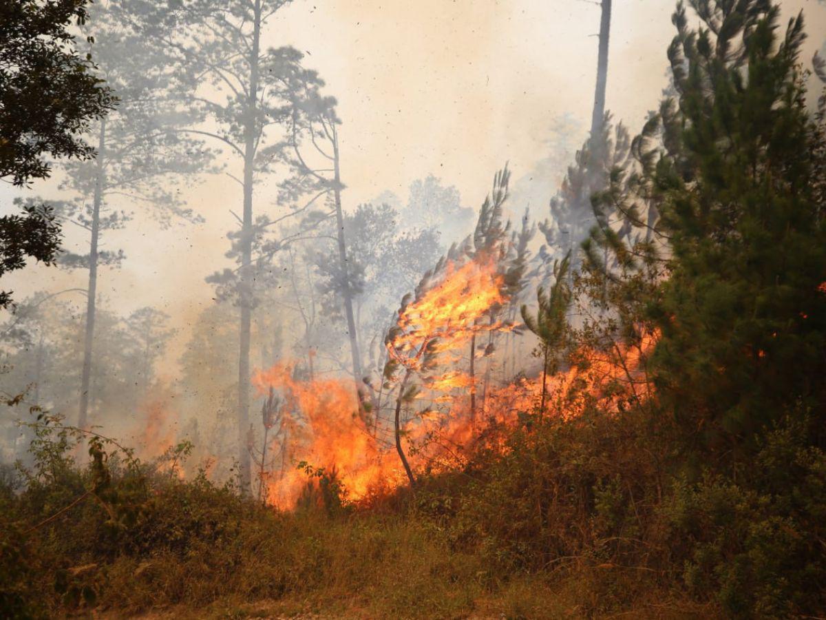 Incendios forestales en Honduras aumentaron drásticamente en la última semana