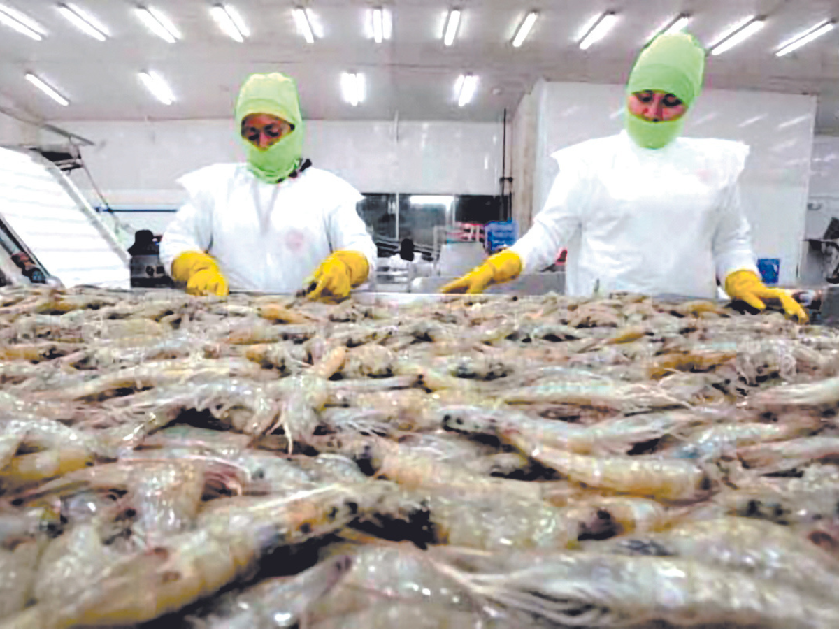 Reportan baja exportación de camarón hacia México y Taiwán
