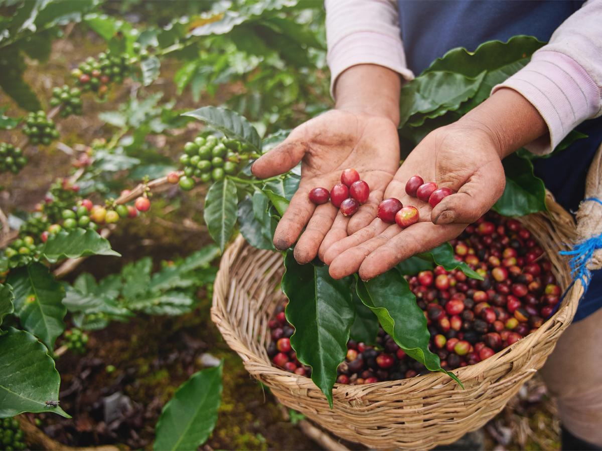 <i>La industria cafetalera en Honduras ha experimentado un crecimiento significativo, consolidándose como un actor importante en la producción de café en América Central.</i>