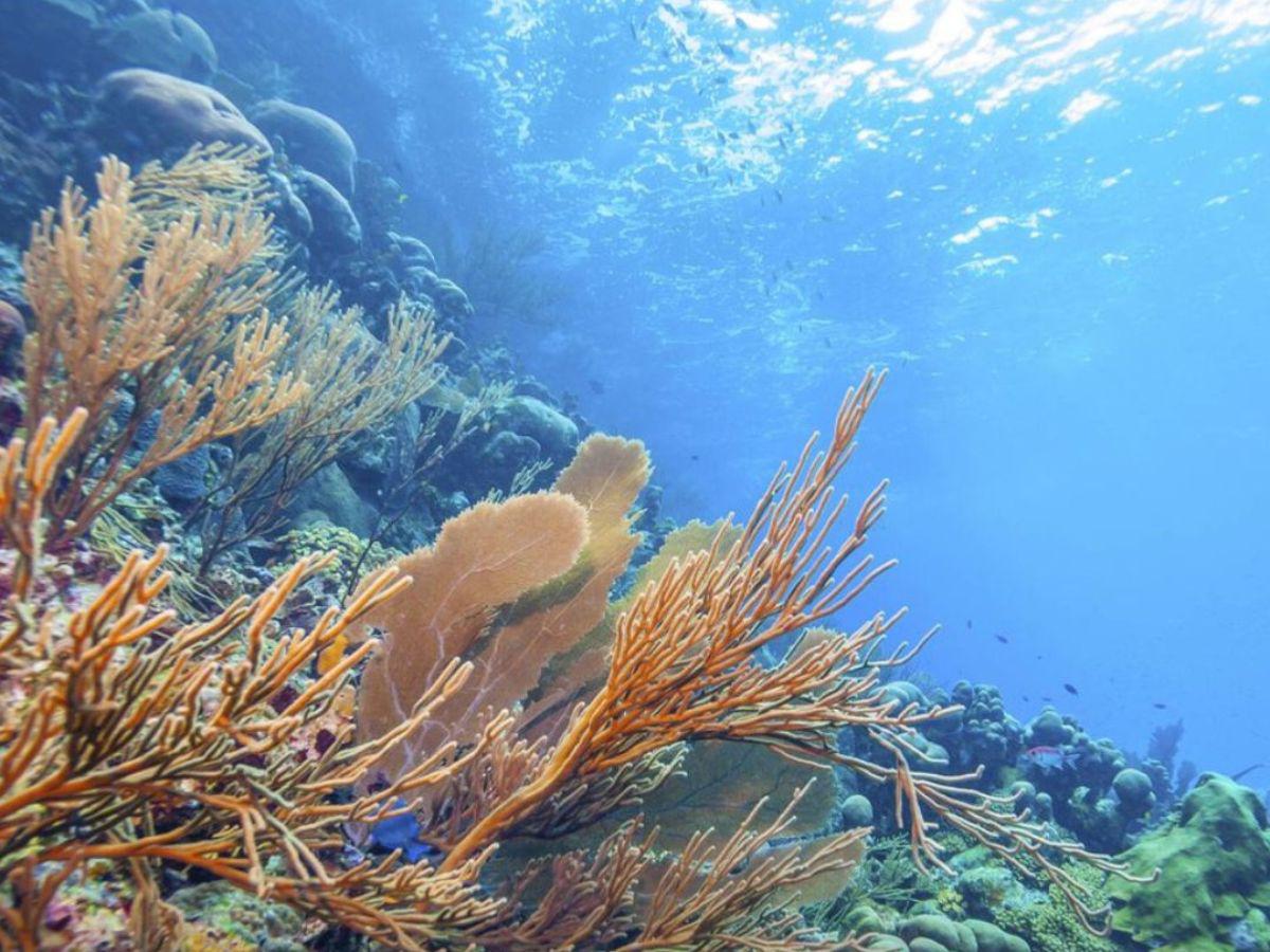 La publicación de la revista TIME destacó que Honduras cuenta con la segunda barrera de coral más grande del mundo.