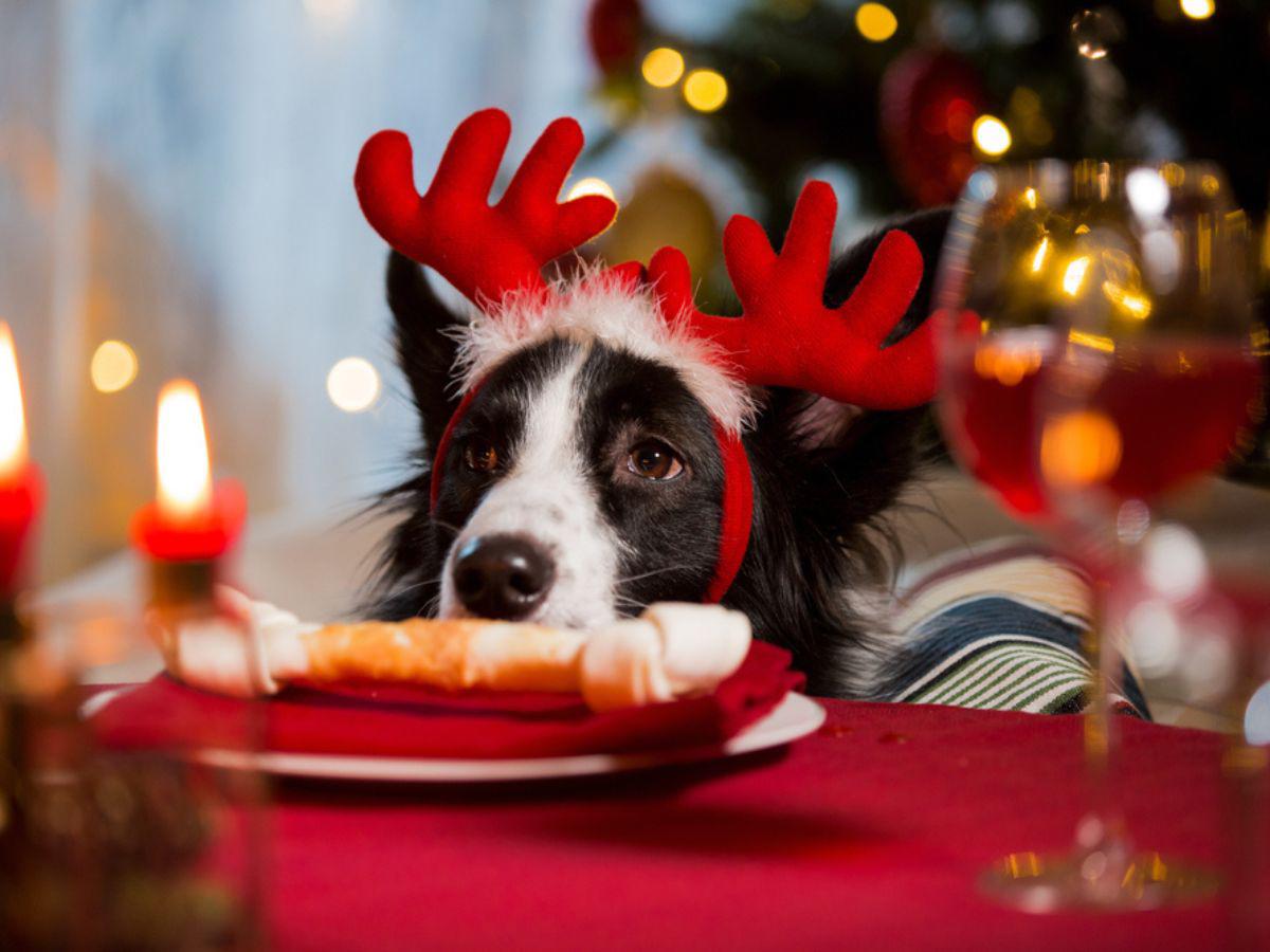 Fiestas decembrinas y mascotas: Formas de garantizar su bienestar