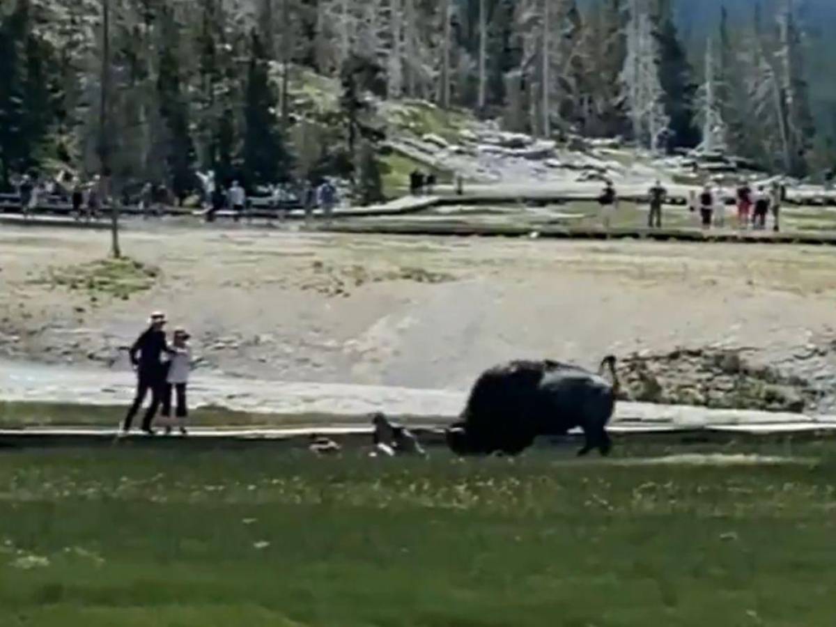 VIDEO: Bisonte ataca a un turista en parque Yellowstone