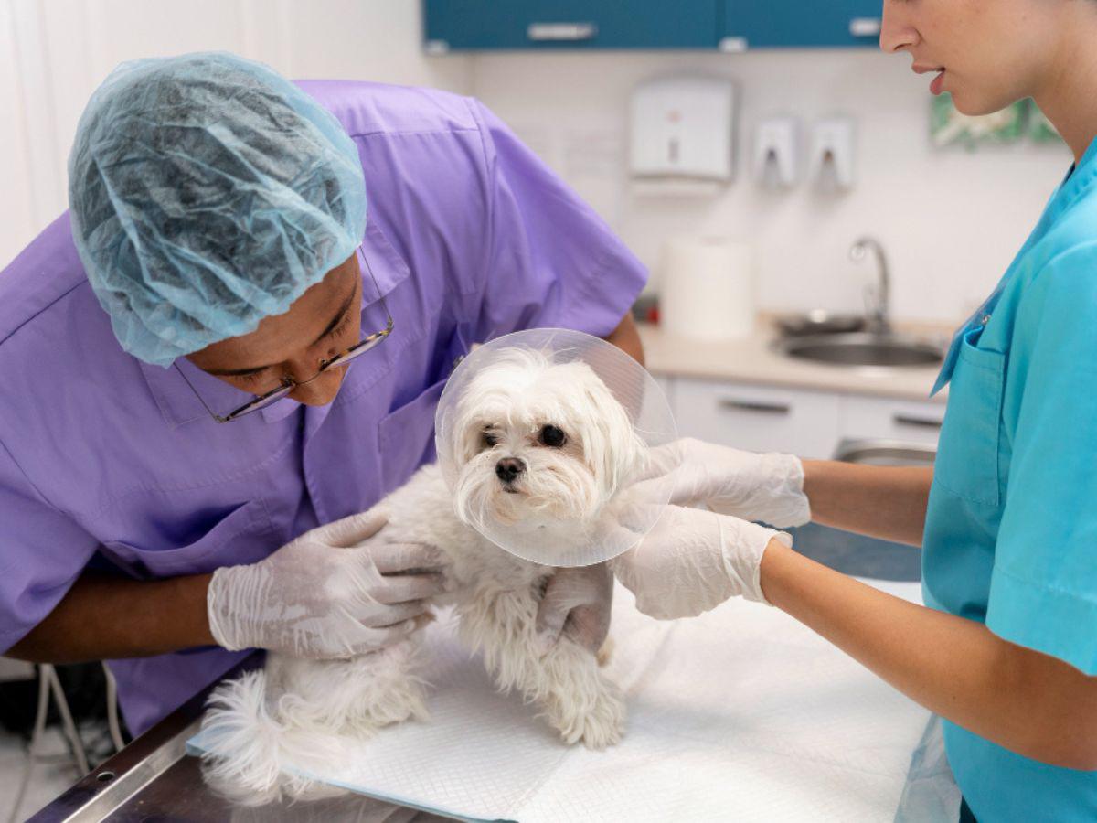 ¿Mal comportamiento?: Beneficios de castrar y esterilizar a su mascota