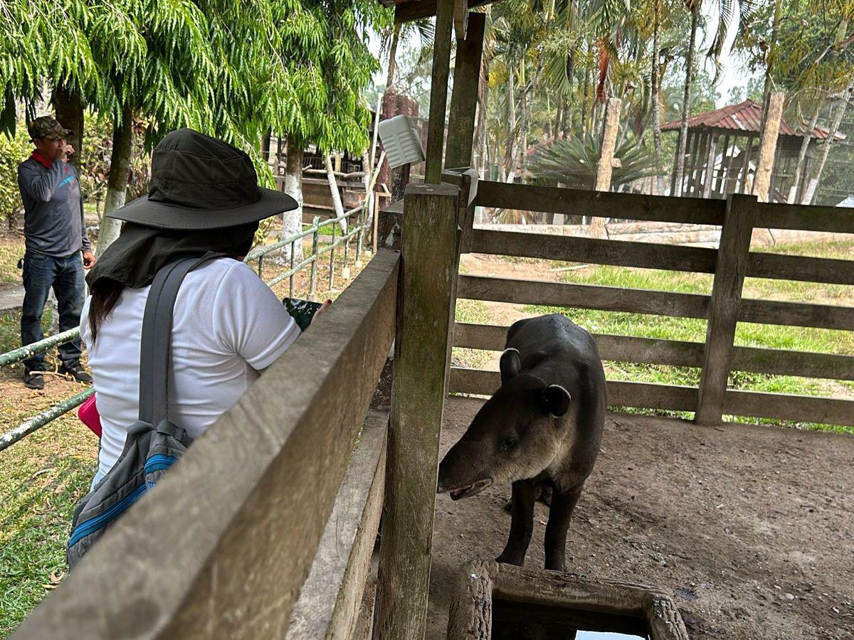 Ministerio Público envía equipo de investigación al zoológico Joya Grande