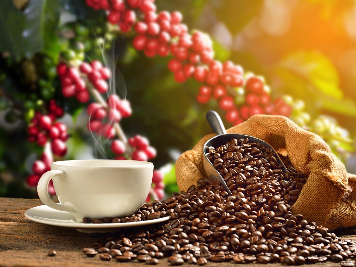 Del cafetal a la cosecha dorada: el arte secreto del café perfecto