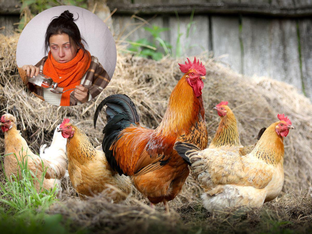 ¿Cuales son los síntomas de la gripe aviar en los humanos?