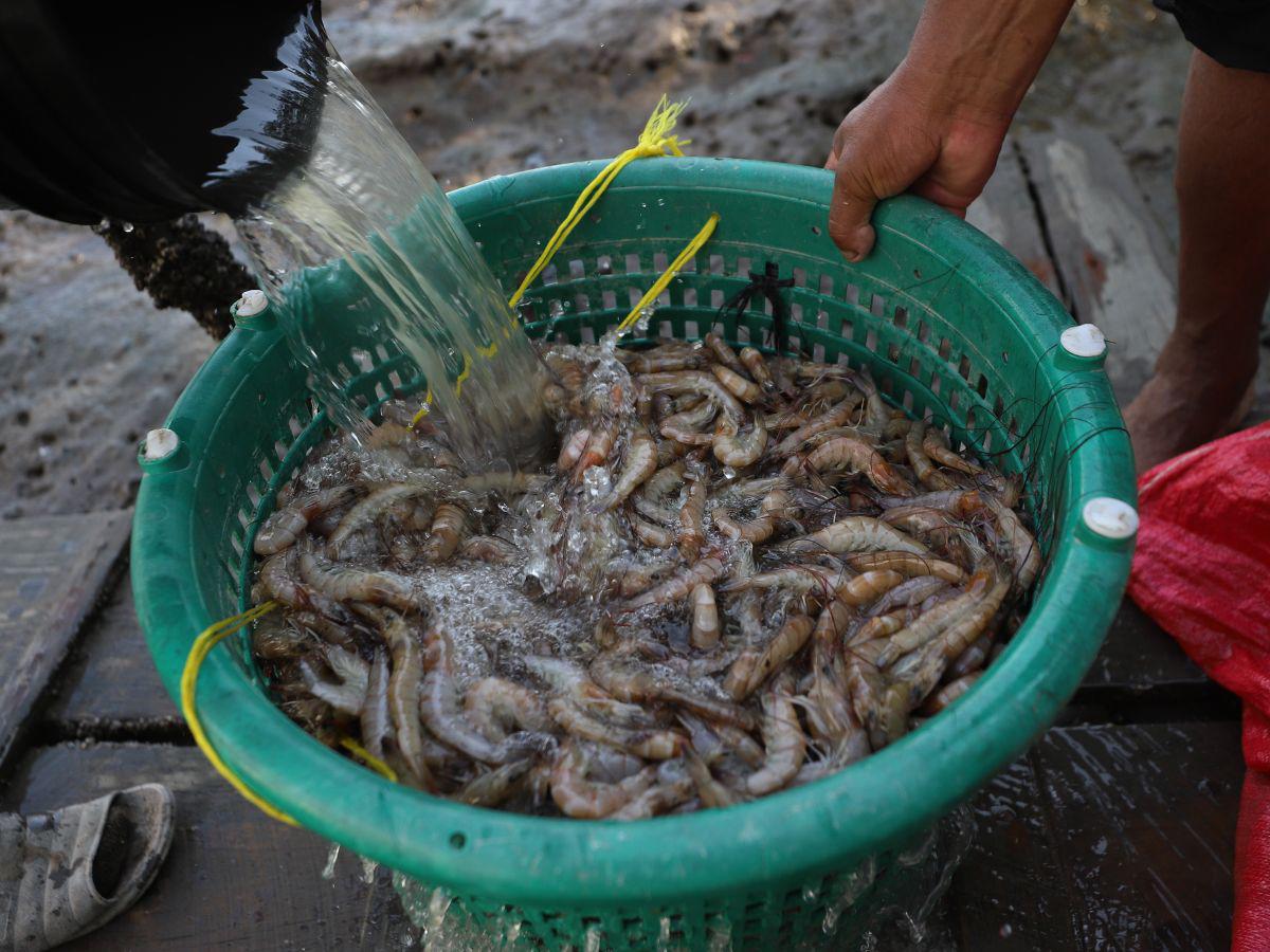 $!Los productores están sacando el camarón que crece con el agua del mar, para conseguir recursos para pagarles a las personas que se quedaron cuidando las fincas.