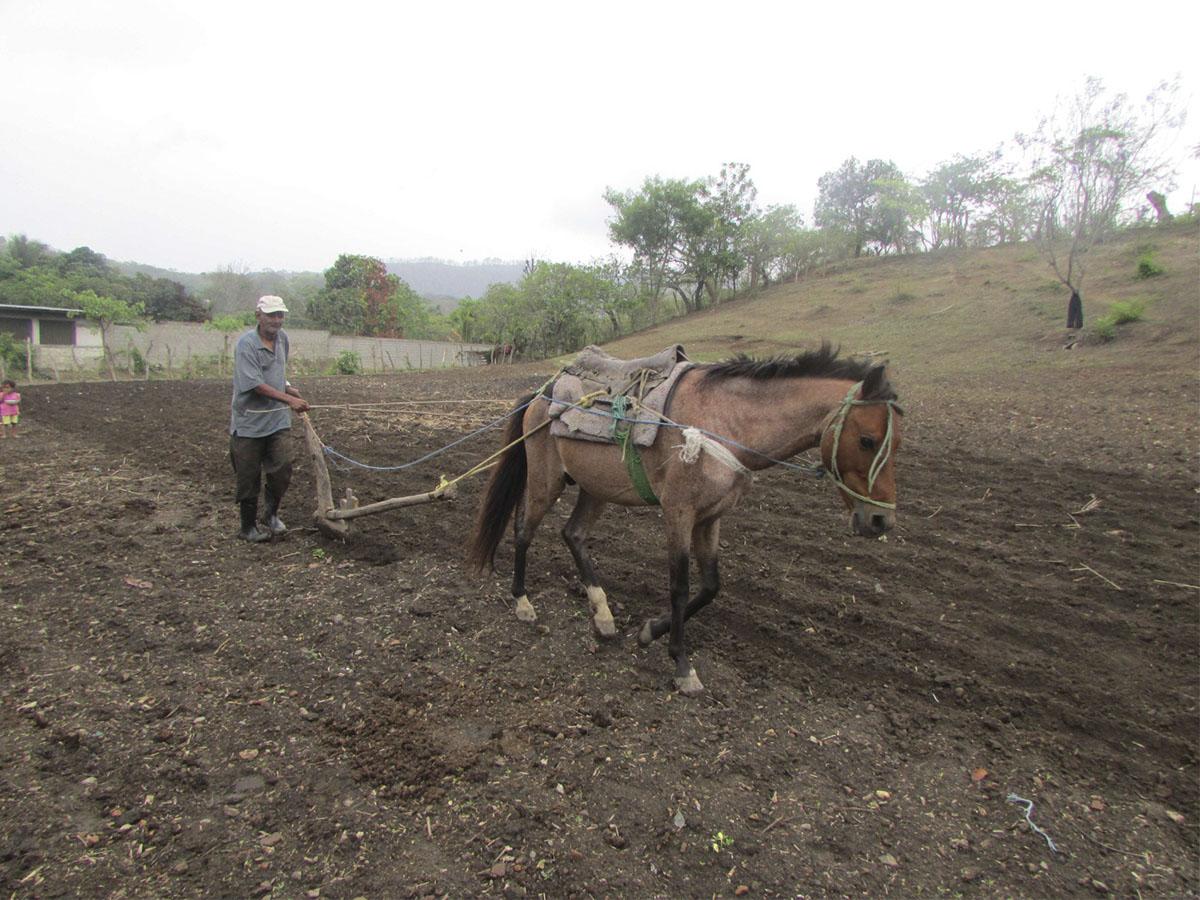 SAG y Banadesa ofrecen plan de acción y préstamos para enfrentar el fenómeno “El Niño”