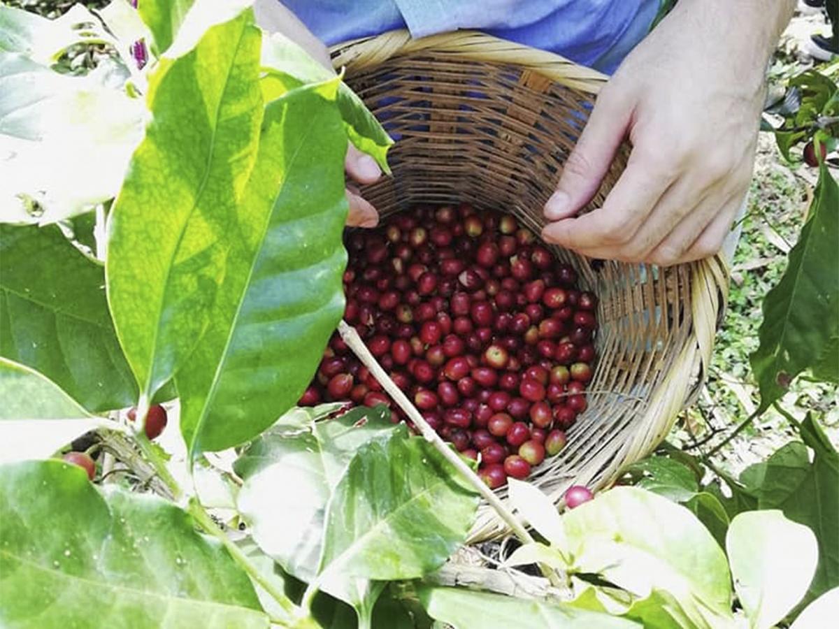 <i>Equipo familiar de Seis Valles trabajando en la recolección manual del café, resaltando la tradición y pasión por la caficultura.</i>