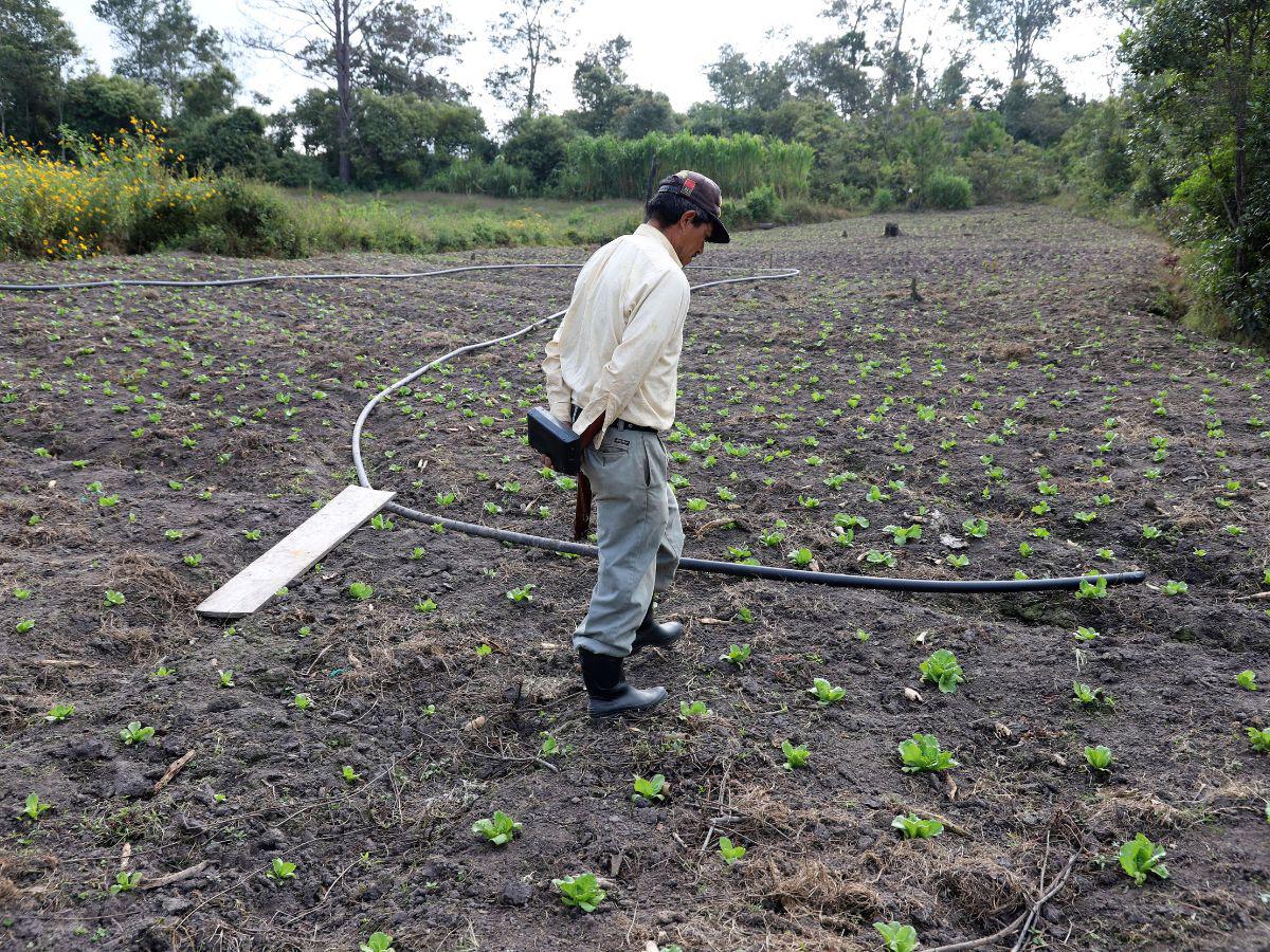 ¿El Niño afectará zonas productivas de hortalizas aledañas a la capital?