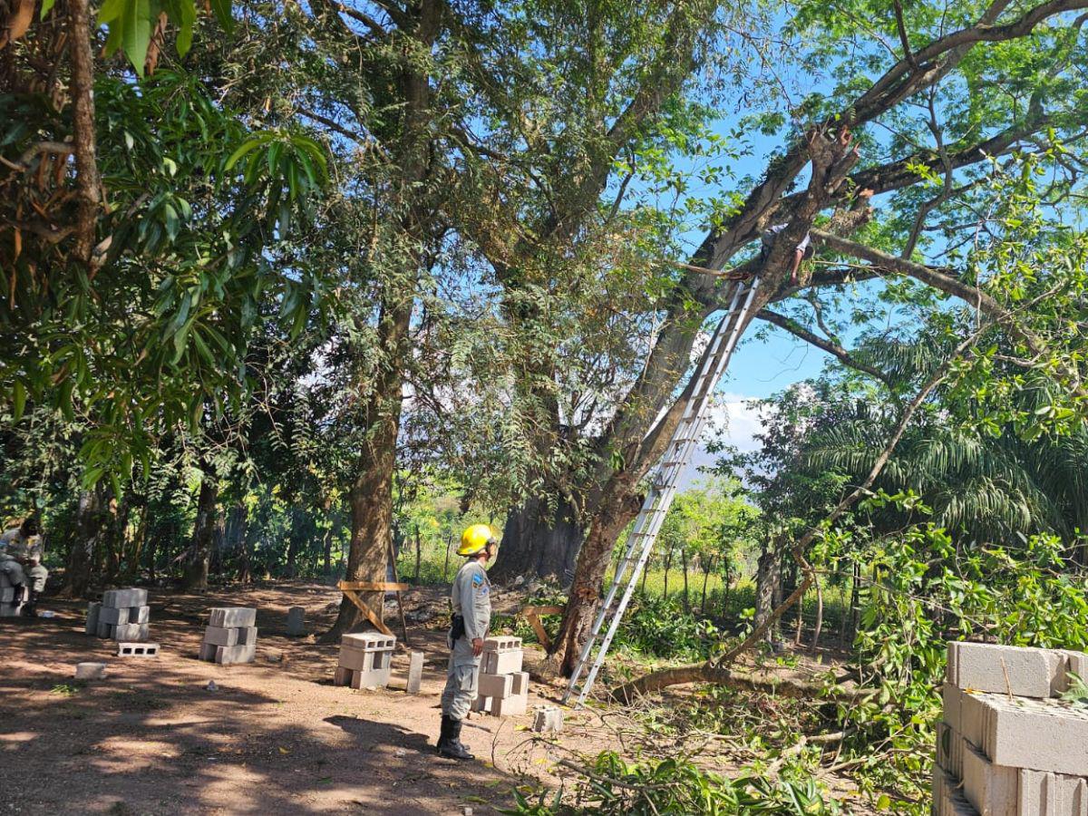 Bomberos rescatan cadáver de hombre atrapado en un árbol en Olanchito, Yoro