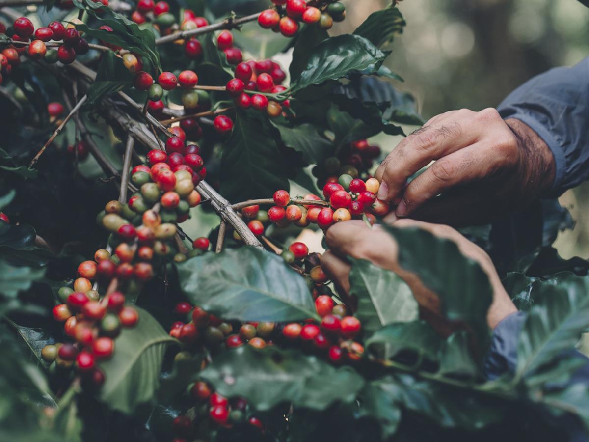 <i>La cosecha y el beneficiado requieren destreza manual y cuidado para asegurar la calidad del café. </i>