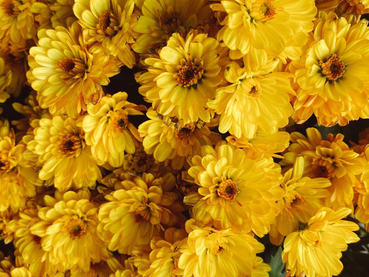 21 de marzo: ¿Por qué se regalan flores amarillas?