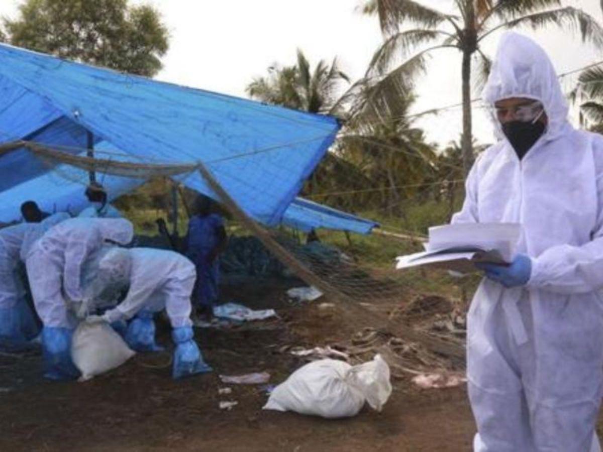 Honduras en alerta sanitaria durante 90 días por gripe aviar