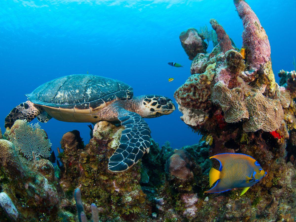 Riqueza marina: Honduras, tierra para admirar los arrecifes de coral