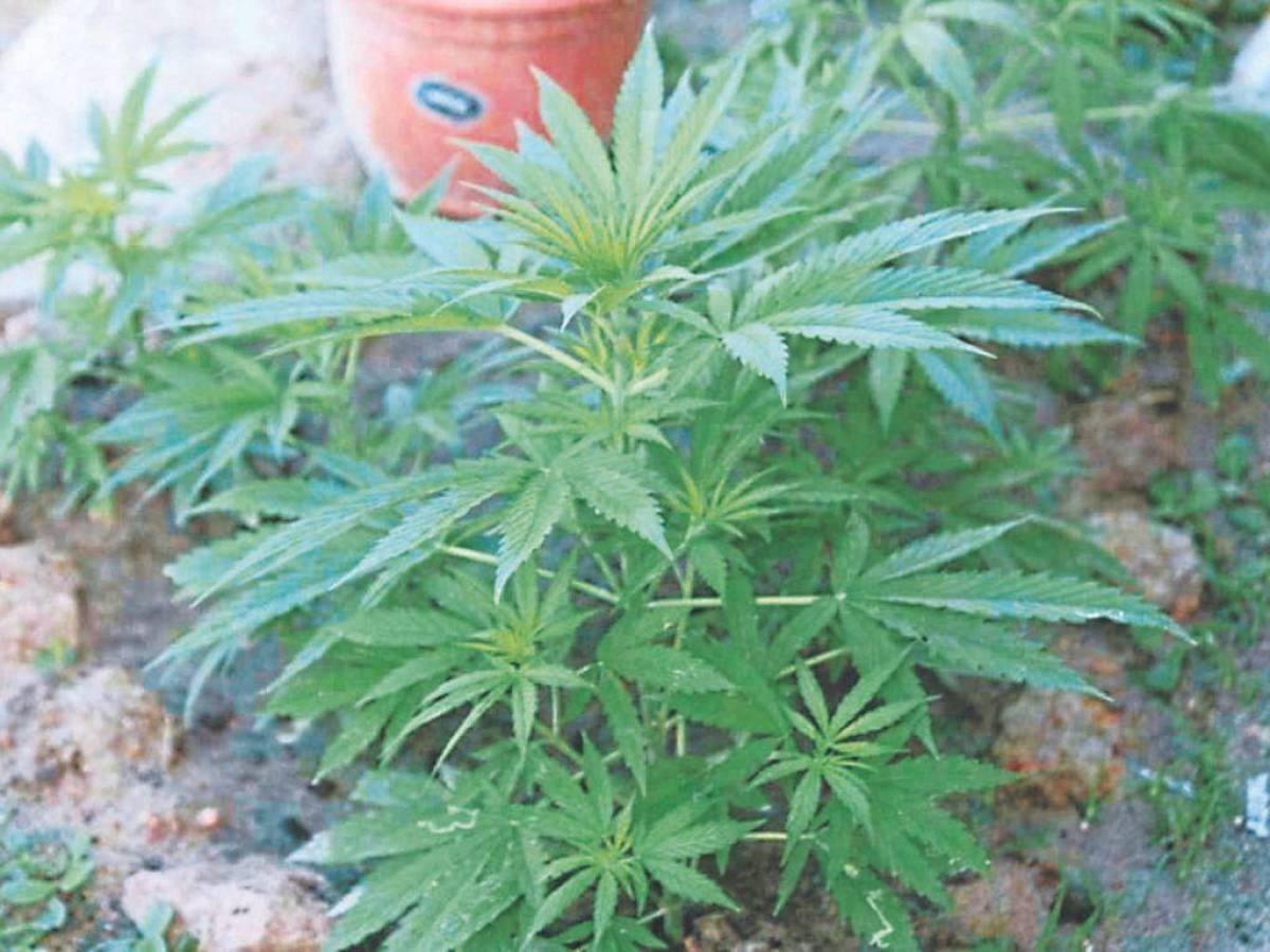 La Policía Militar encontró en el penal varias plantas de marihuana.