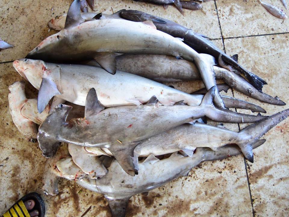 Un tercio de las especies de tiburones está en peligro de extinción. Tiburones martillo y carcarrínidos en Bangladesh.