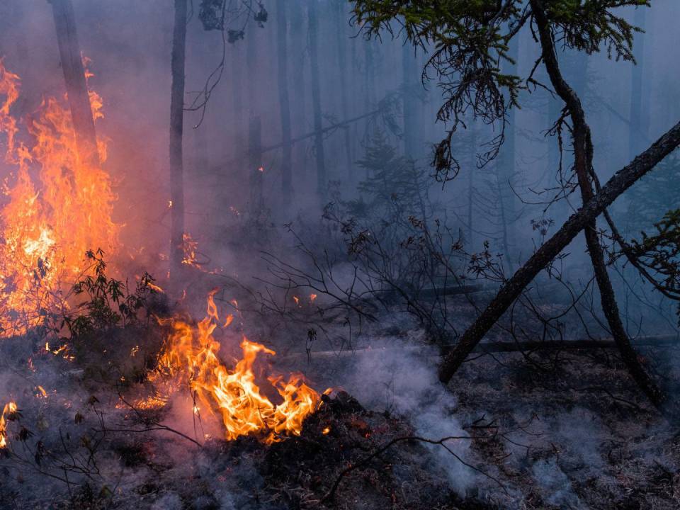 Comerciantes de desinformación dicen que incendios forestales fueron provocados por humanos, no por sequía.