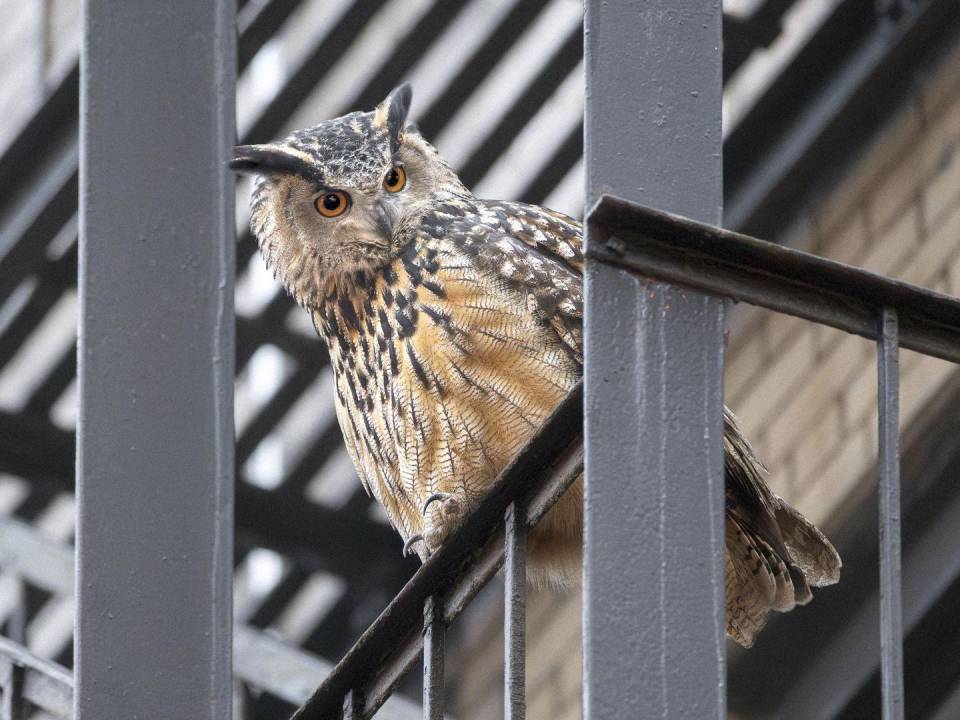 Flaco desarrolló fans devotos en Nueva York y más allá después de su fuga del Zoológico de Central Park.