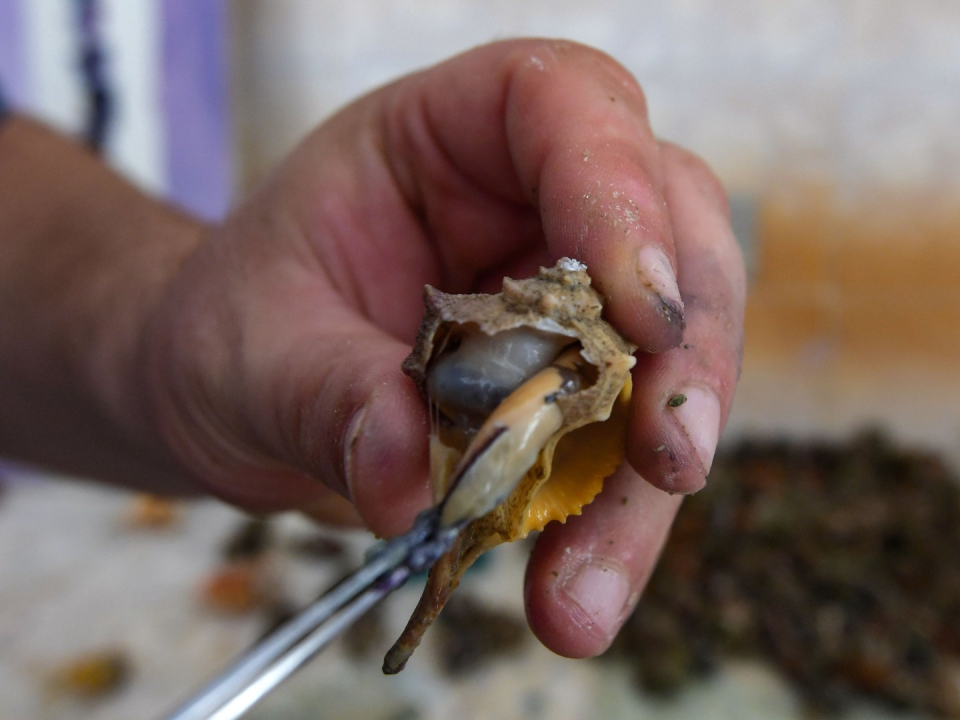 El tinte púrpura de Tiro se extrae de las glándulas de los caracoles marinos murex.